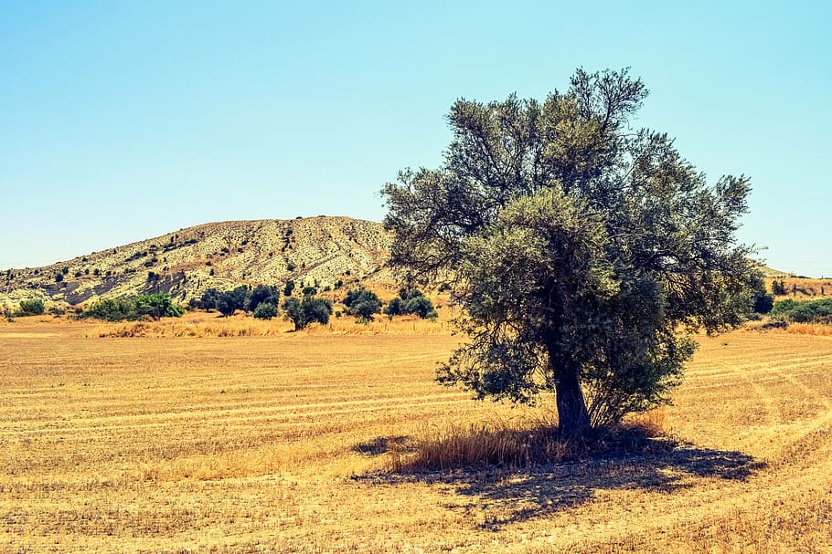 tree, field, countryside, landscape, summer, scenery, rural HD wallpaper