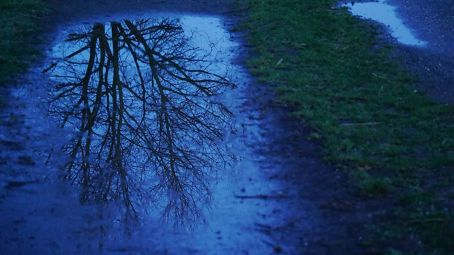 Mirror Image, Tree, Away, pfueze, rain, evening, night, nature HD wallpaper