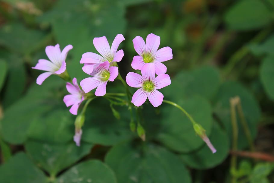 flower, linda, mato, flowering plant, freshness, beauty in nature HD wallpaper