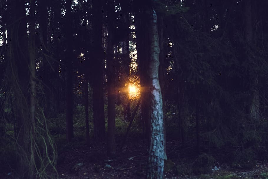 photo of tall trees during golden hour, sunset, rays, light HD wallpaper