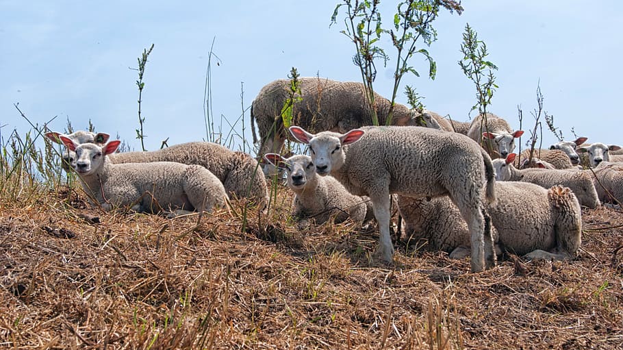 sheep, lambs, young, animals, pasture, outdoor life, netherlands HD wallpaper