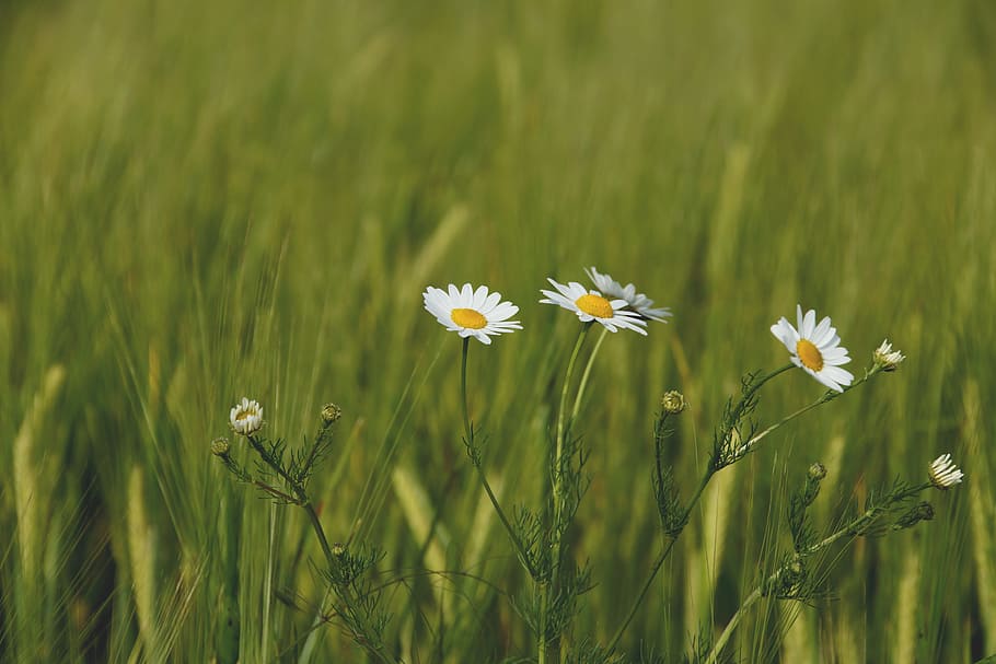 nature, field, flowers, grass, beautiful, blur, buds, chamomile HD wallpaper