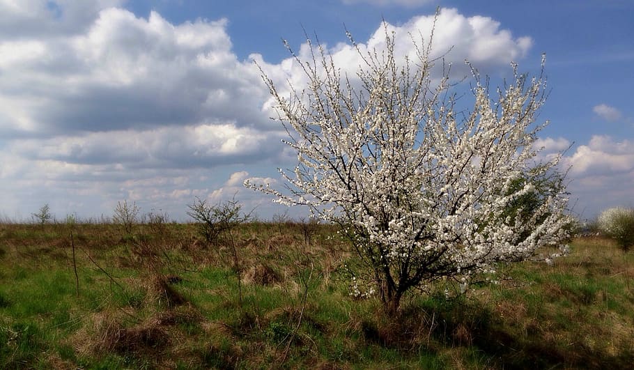 Flowers, Spring, Nature, Meadow, Clouds, white, landscape, field HD wallpaper