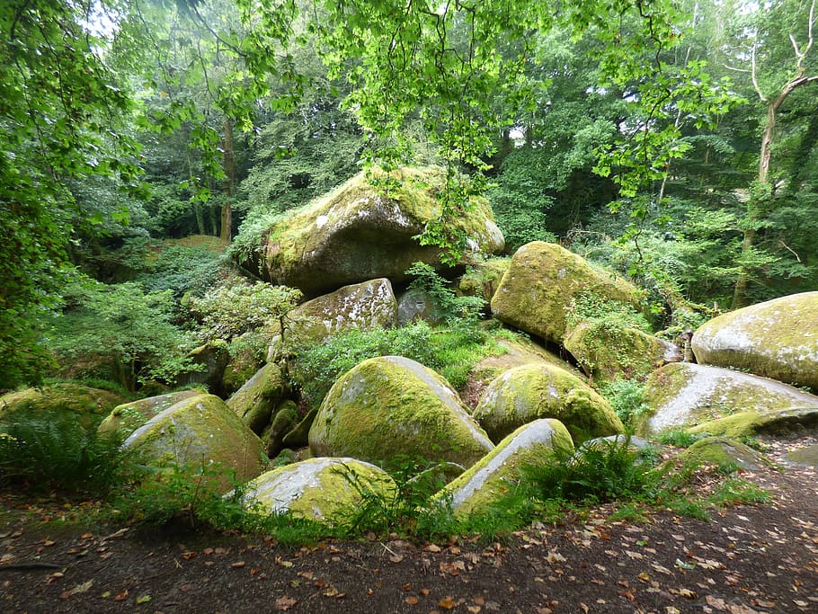 forest, tree, wood, river, nature, green, leaves, plant, granite HD wallpaper