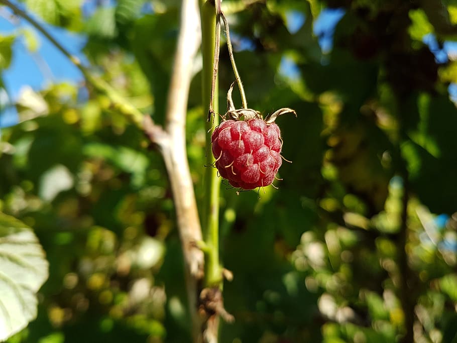 Raspberry, Nature, Garden, fruit, tree, food and drink, growth HD wallpaper