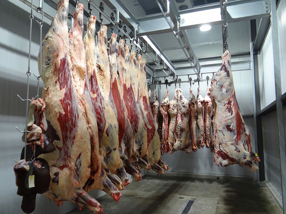 hanged raw animal meats indoors, Beef, Cow, Slaughterhouse, slaughter house