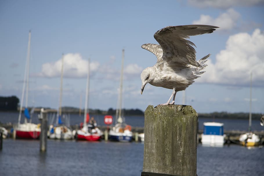 Seagull, Sea, Water, Wind, Water Bird, seevogel, coast, harbor HD wallpaper