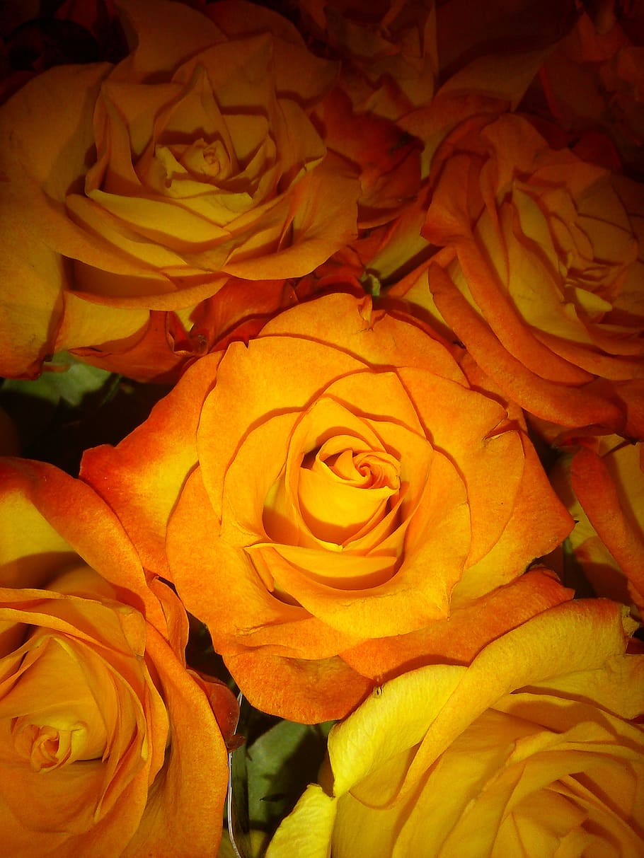 roses, bouquet, orange, flower, flowering plant, beauty in nature HD wallpaper