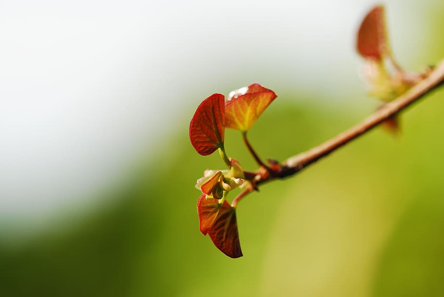 spring, flower, tree, nature, green, spring flower, spring flowers HD wallpaper