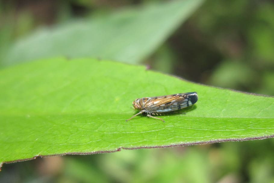 hemiptera, cicadoidea, bug, insect, the bodice, green, cicadas HD wallpaper
