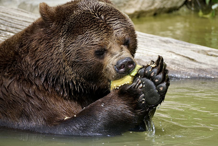 black animal on body of water, Brown Bear, Animals, Nature HD wallpaper