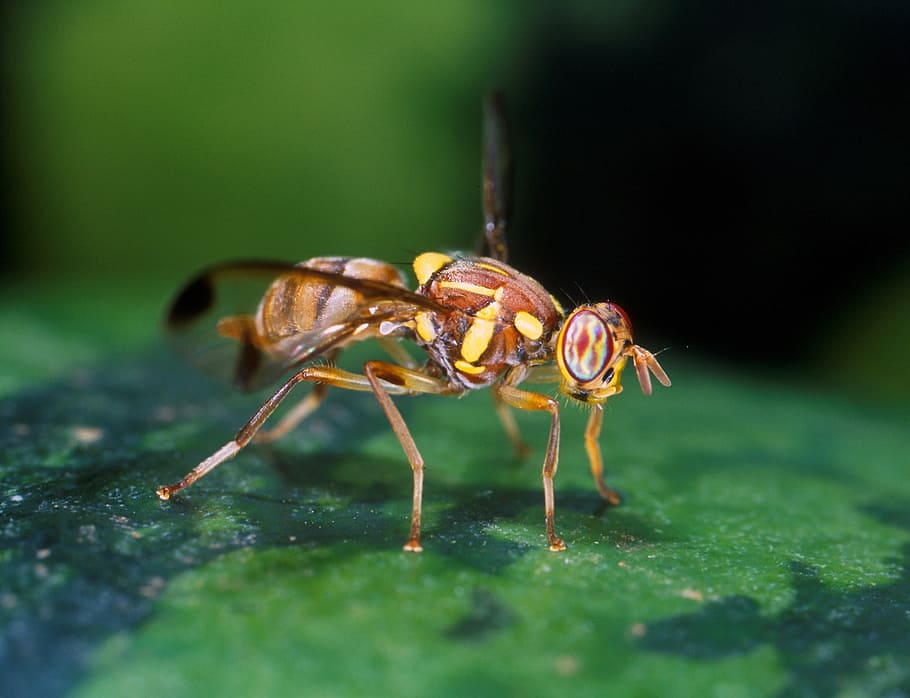 fly, melon, fruit, macro, insect, bug, pest, agriculture, damage HD wallpaper