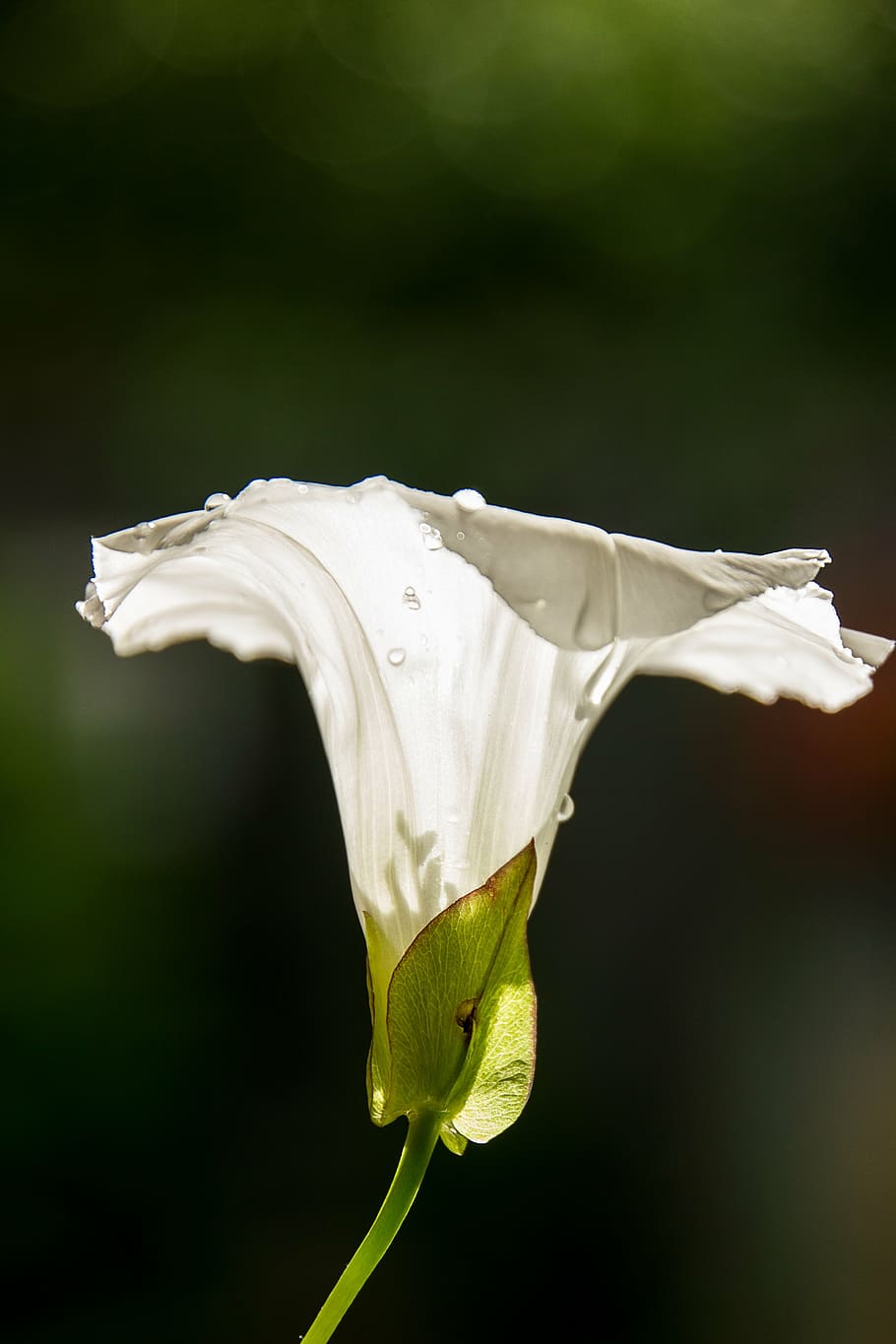 flower, bindweed, light, flowers, plant, vulnerability, flowering plant HD wallpaper