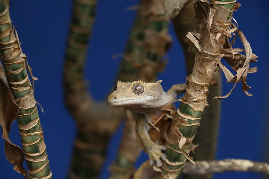 selective focus photo of brown lizard, gray reptile on tree stem HD wallpaper
