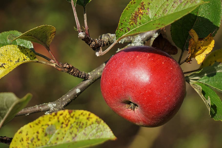 apple, red, tree, leaves, fruit, delicious, green, frisch, vitamins HD wallpaper