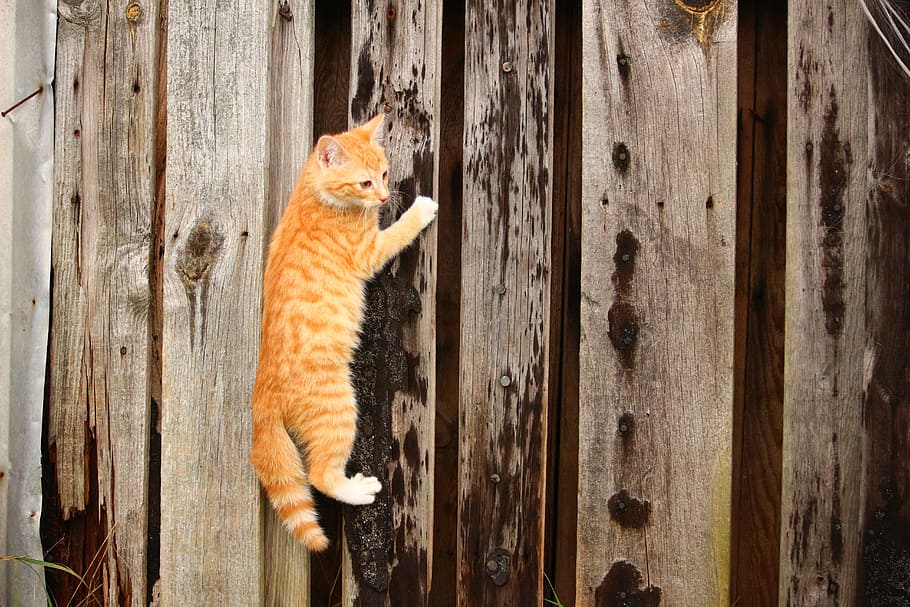 Public Domain. tabby cat on wooden wall, Kitten, Climb, red mackerel tabby,...