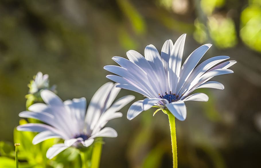 Flower, Close, White, Blossom, Bloom, macro, spring, summer HD wallpaper