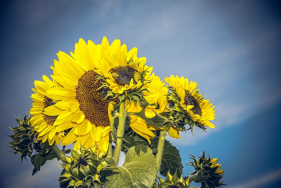 sun flower, blossom, bloom, close, yellow, helianthus, asteraceae HD wallpaper