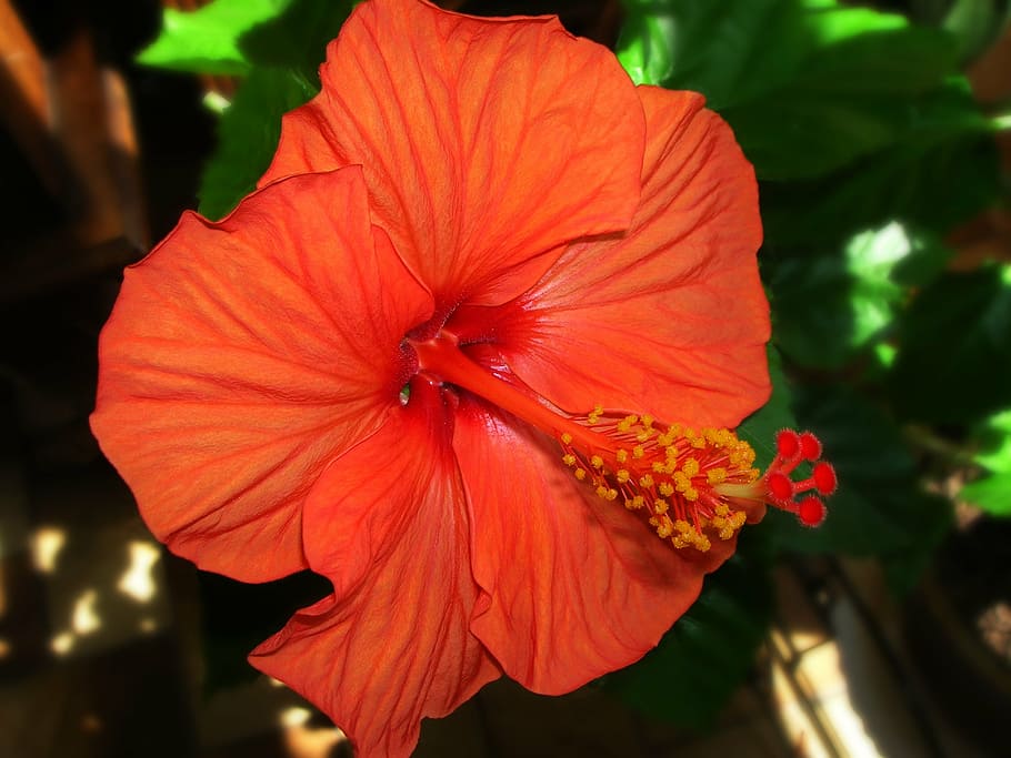 flower, hibiscus, botany, red, garden, flowering plant, petal HD wallpaper