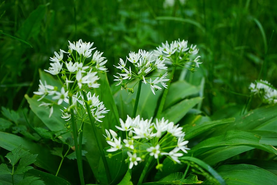 white petaled flowers, bear's garlic, blossom, bloom, plant, allium ursinum