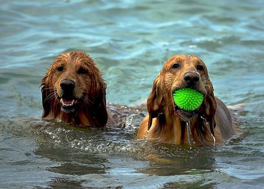 two adult medium-coated tan dogs swimming on body of water during daytime, HD wallpaper