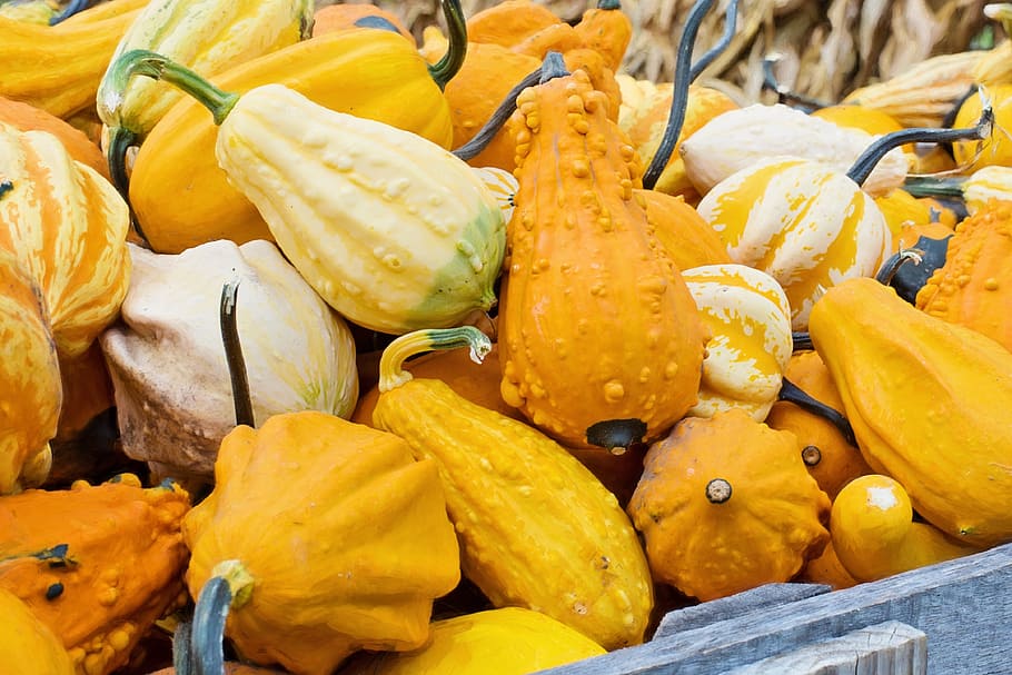 orange and beige pumpkin lot, gourds, squash, autumn, fall HD wallpaper