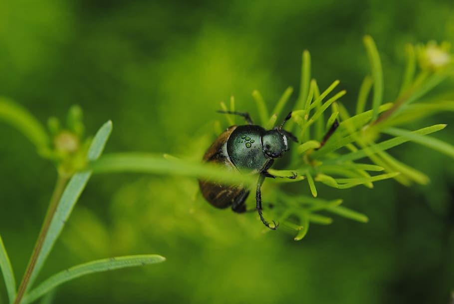 beetle, water, grass, foliage, animal themes, one animal, green color HD wallpaper