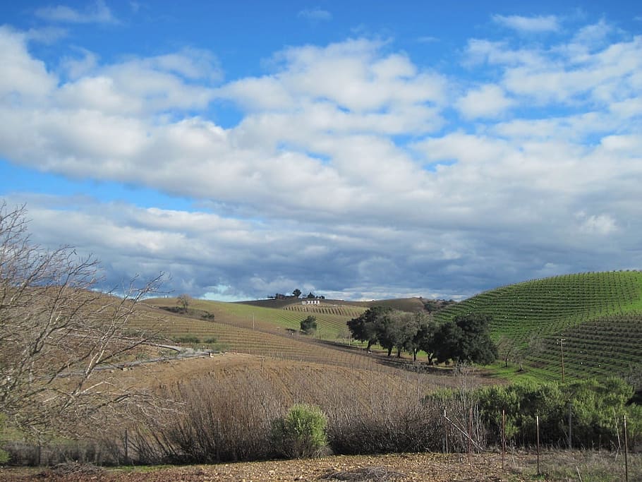 Vineyard, Winter, Wintry, winegrowing, vines, viticulture, road HD wallpaper