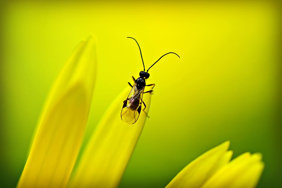 insect, beetle, animal, feeler, antennae, petal, flower, invertebrate, HD wallpaper