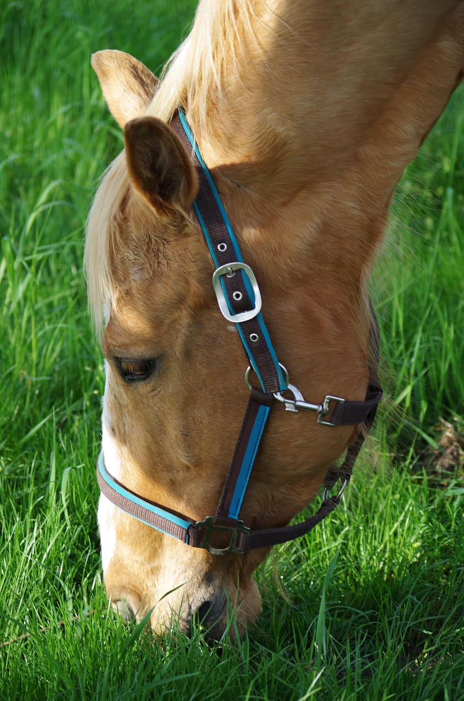 horse, eats, grass, domestic, domestic animals, mammal, pets HD wallpaper
