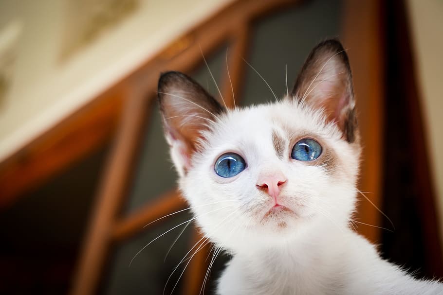 blue-eyed white cat, house, eyes, animal, pet, mammal, domestic HD wallpaper
