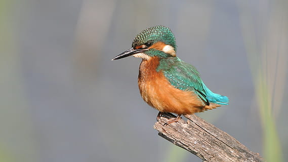 selective focus photography river kingfisher, attention, hunting HD wallpaper
