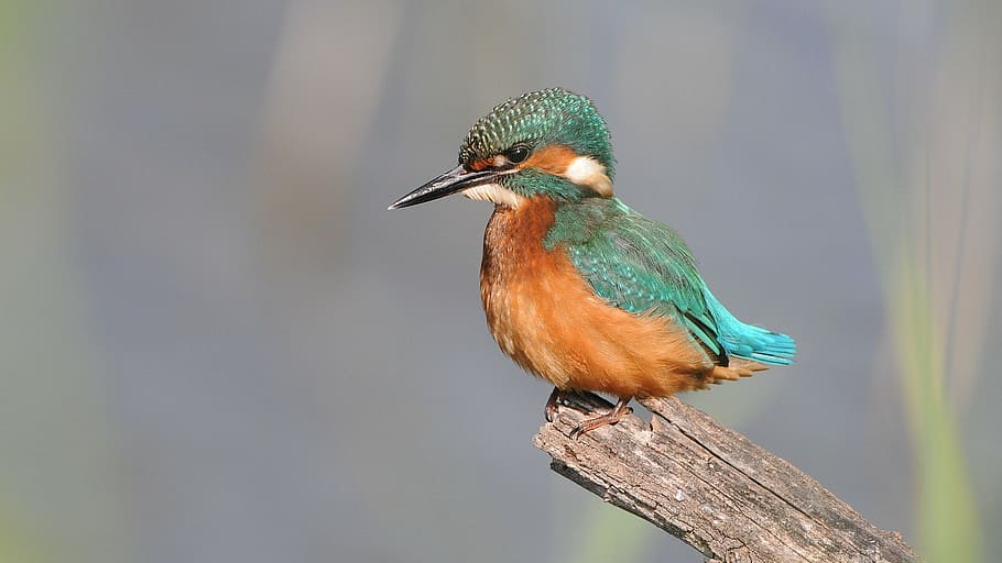 selective focus photography river kingfisher, attention, hunting HD wallpaper