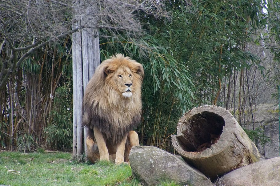 Lion, Zoo, Leipzig, Predator, Cat, big cat, king, lion's mane HD wallpaper