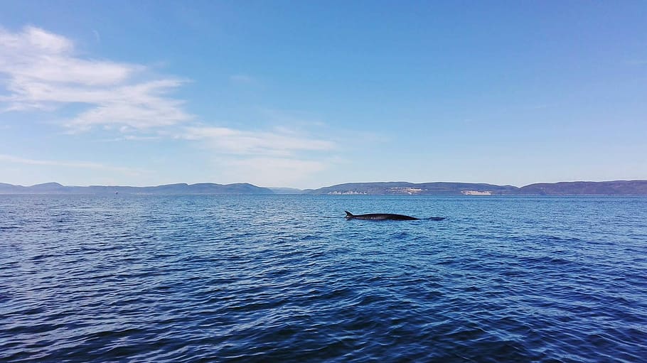 Canada, Whale, Water, River, Blue, Ocean, sea, beautiful, quebec HD wallpaper