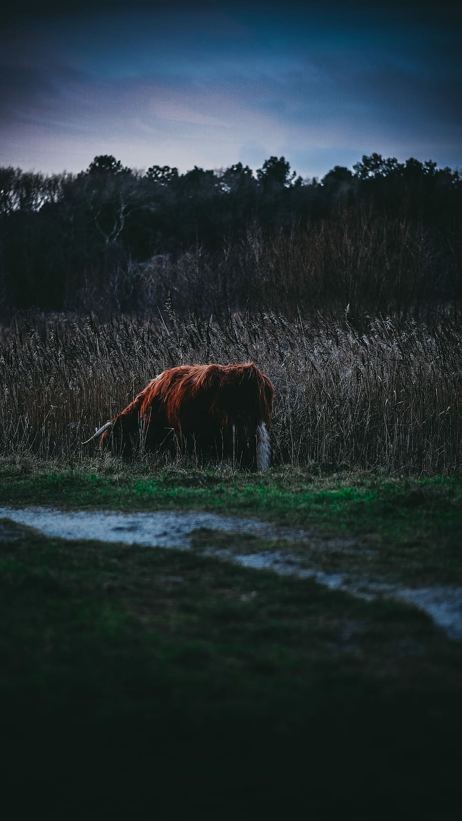 yak grazing the grass field, brown cow eating grass, bison, horns HD wallpaper