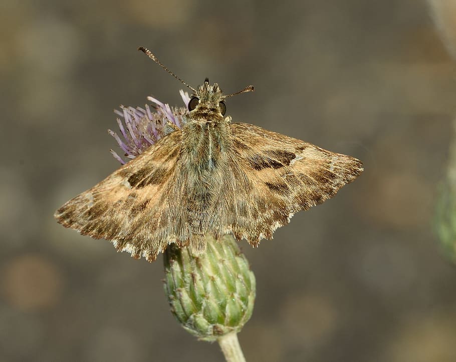 insects, butterfly, moth, nature, macro, one animal, focus on foreground HD wallpaper