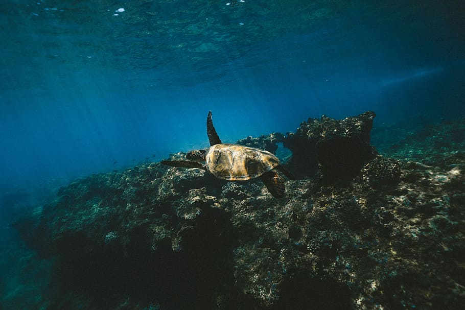 brown turtle on body of water, sea turtle swimming in water, reptile HD wallpaper