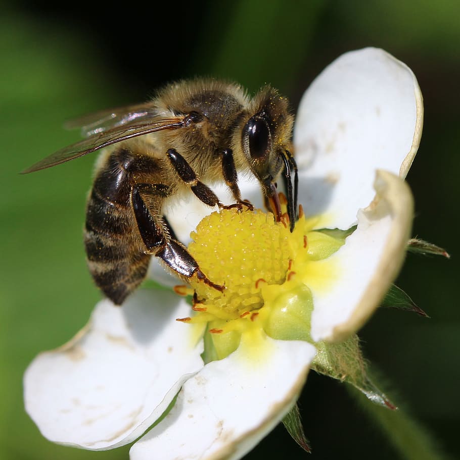 close-up photography of bee on flower, Insect, Macro, Pollen HD wallpaper