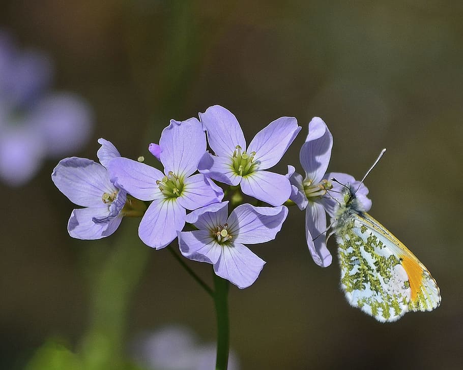 butterfly, orange, tip, wildlife, lepidoptera, flowering plant HD wallpaper