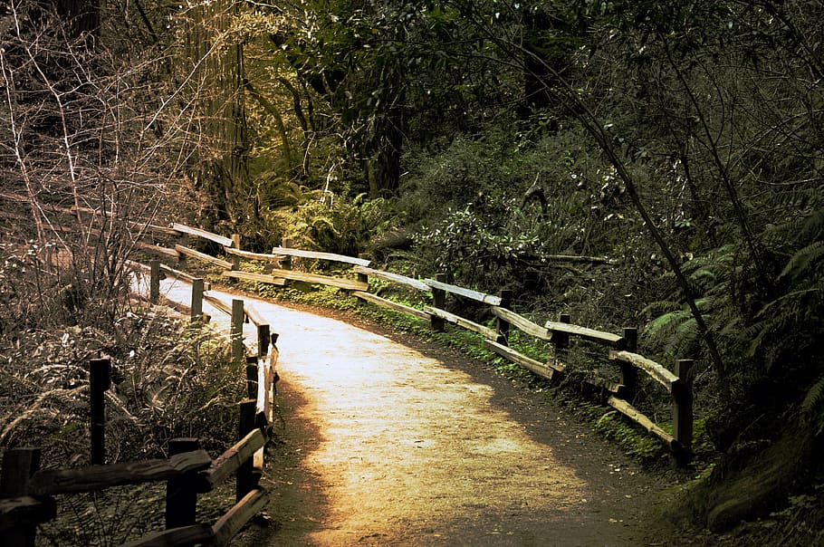 gray concrete pathway between forest, walking, nature, outdoors HD wallpaper