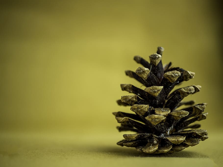 pine cone, background, yellow, minimalistic, studio shot, no people HD wallpaper