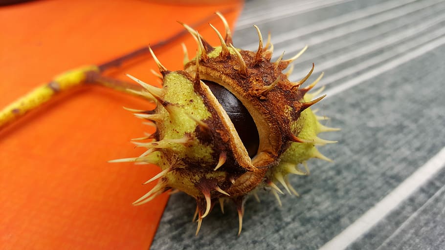nature, close, background, plant, chestnut, food and drink HD wallpaper