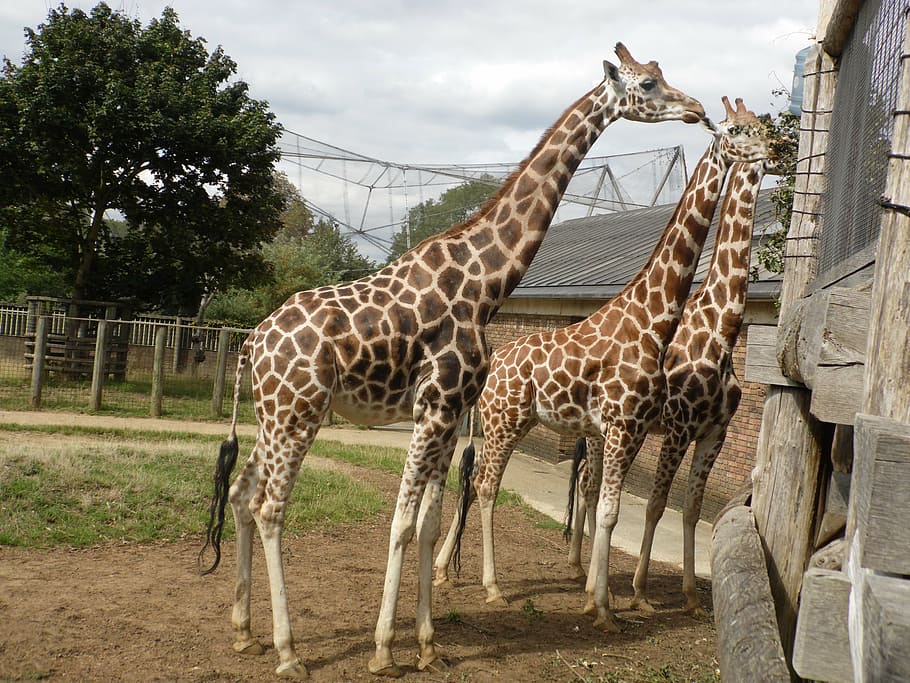 giraffe, animal, wild, zoo, nature, safari, africa, tall, herbivore HD wallpaper