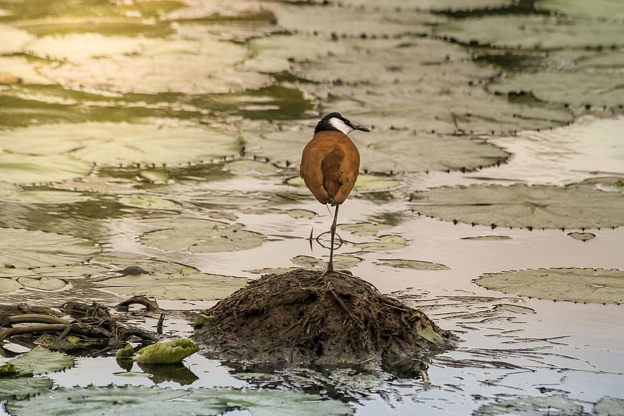 birdlife, kruger, nature, wildlife, animal, water, lake, vertebrate HD wallpaper
