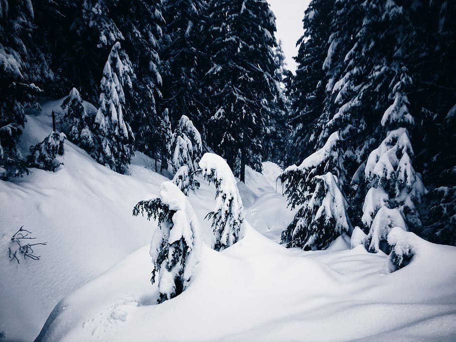 pine trees covered with snow, trees coated with snow, woodland HD wallpaper