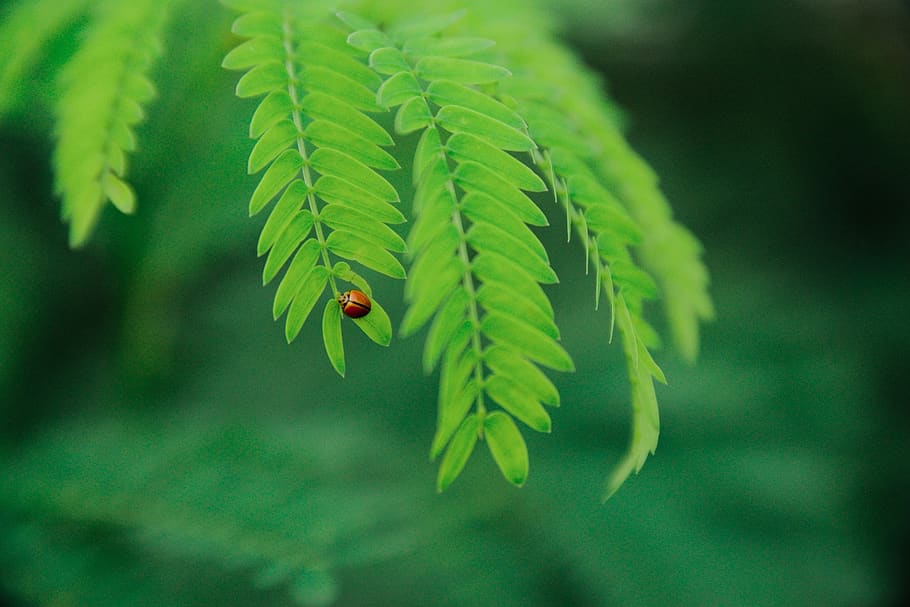 green, leaf, plant, nature, beetle, bug, insect, plant part HD wallpaper