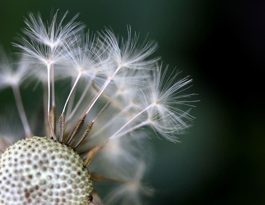dandelion, down, plant, fluffy, stars, garden, nature, green HD wallpaper