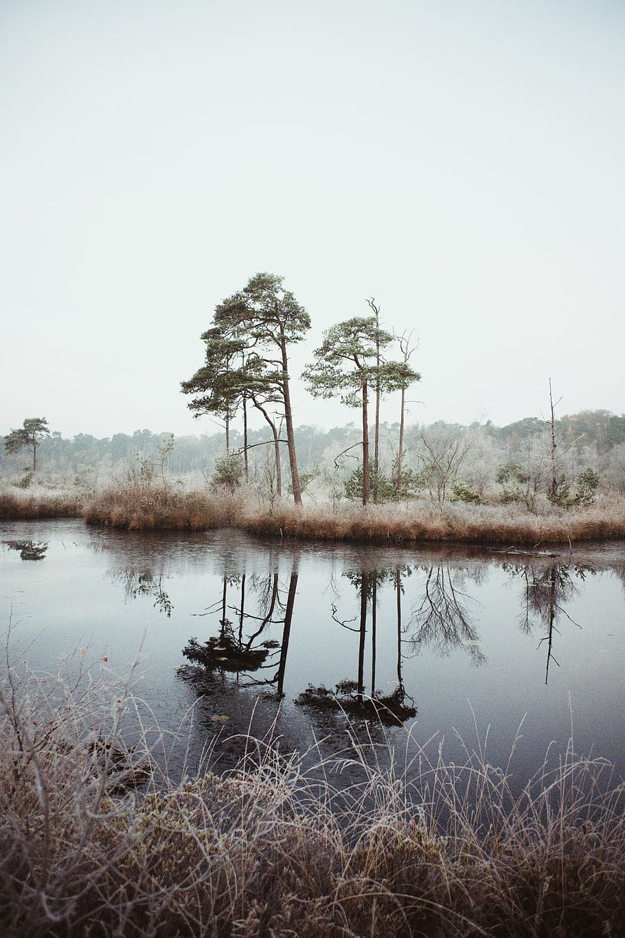 landscape photography trees near body of water, nature, river HD wallpaper
