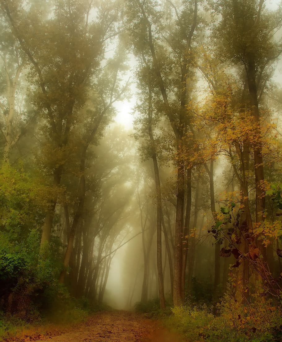 Forest, Trees, Nature, Spring, forest road, hungary, landscape HD wallpaper